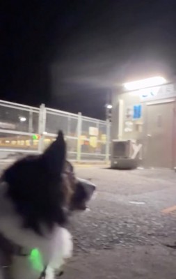 キョロキョロ…