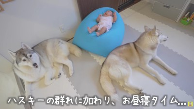 ハスキーに囲まれてリッチな空間に…♡