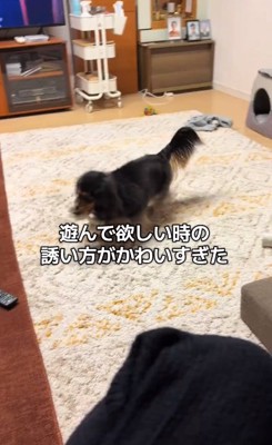 おもちゃを咥えたるんちゃん