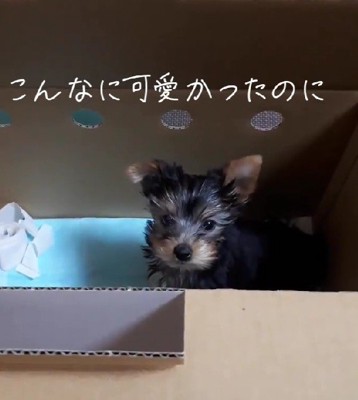 小さな赤ちゃん犬