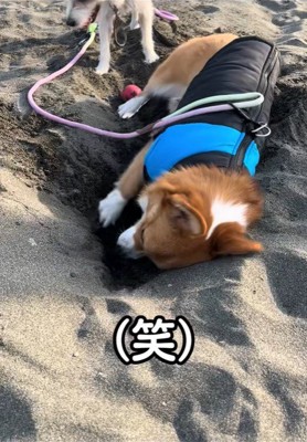 穴掘りを教わるラティちゃん5