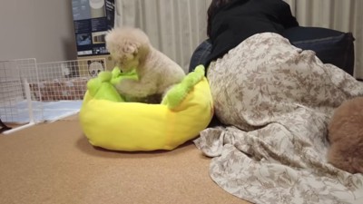 勢いよくパンチする三桜ちゃん