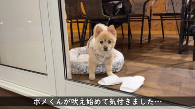 突然吠え始めた
