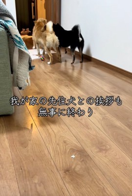 レモンちゃんに挨拶する柴犬たち