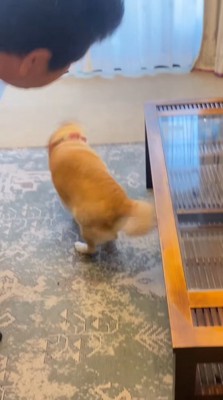 床に降ろされて体を震わせる犬