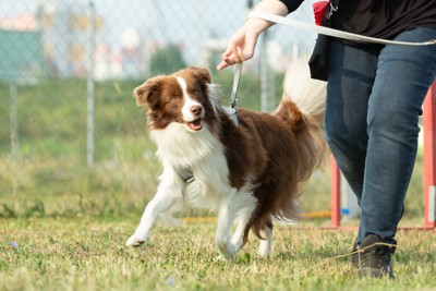 トレーニング中の歩く茶白の犬