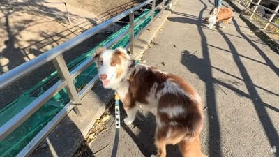 帰りたくないガルチェロくん