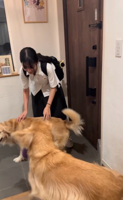 駆け寄る大型犬