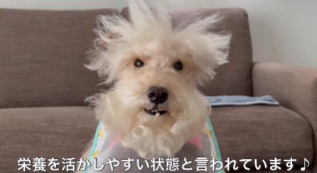 納豆を味わうわんわんちゃん