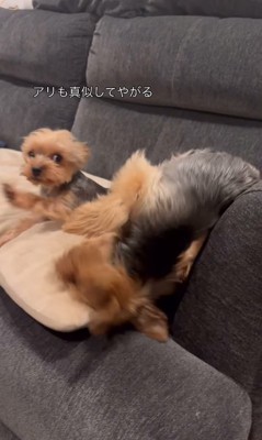 ソファーの上で暴れる小型犬達