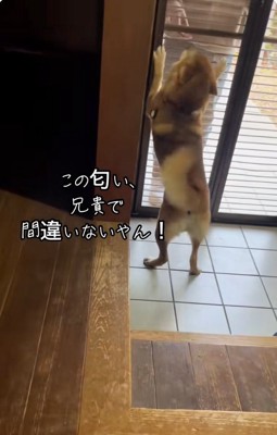 覚えていたごんちゃん