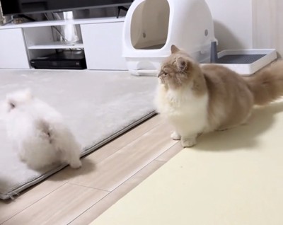 歩き出す犬を見送る猫