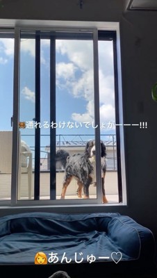 薄目で室内を見つめる犬
