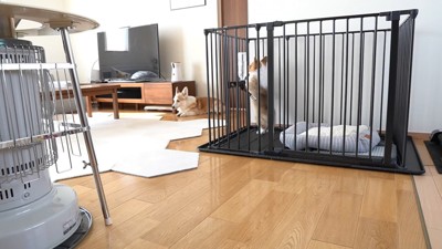 ドアの脇で伏せる犬&ケージで後ろ足で立つ犬