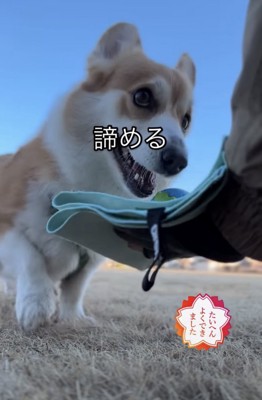 ボールをわたす犬