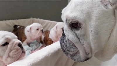 子犬の顔をのぞき込む成犬