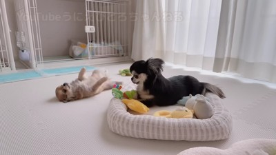 「貸してー!」
