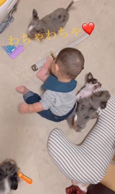 赤ちゃんとチワワファミリー