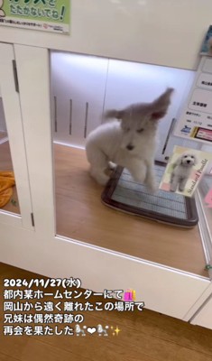 大はしゃぎする子犬に…