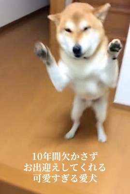 玄関で待ち伏せする柴犬