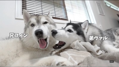 寄り添う2匹の犬