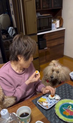 おばあちゃんの朝ご飯を狙うワンコたち6