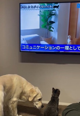 オレオくんを見るるちるちゃん