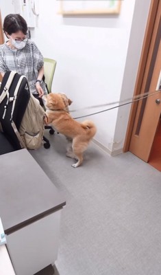 上司に飛びつく2匹の犬