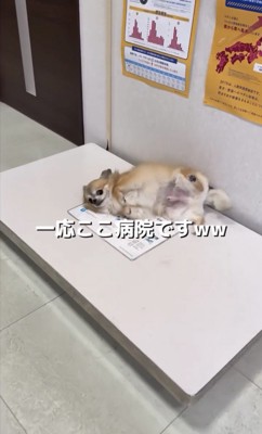 体重計の上で仰向けになる犬