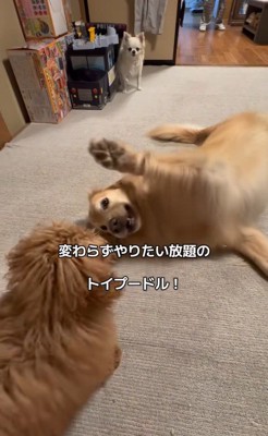 みるくちゃんと蘭ちゃん8