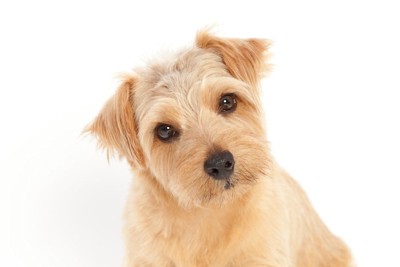 首を傾げながら見つめる犬