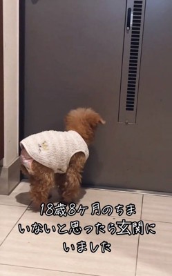 外に行きたいちまちゃん