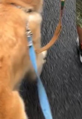 犬に繋がれている水色のリード