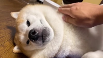 最高に幸せな寝起き