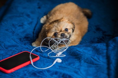 イヤホンを噛む子犬