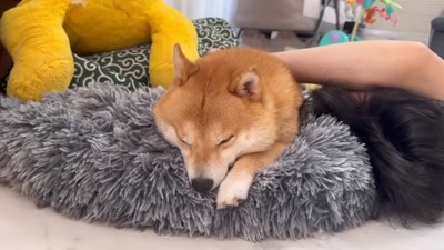 眠るうにちゃん