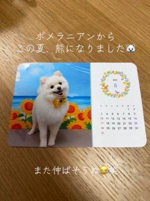 モロちゃんのビフォーアフター⑩