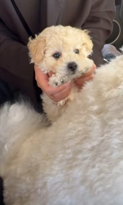 ぷりんくん&ぽむくん2