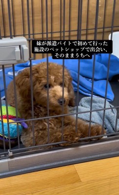 アルくんとの出会い3