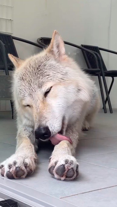 伏せをして前足を舐める犬