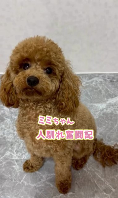 オスワリするトイプードルのパピー