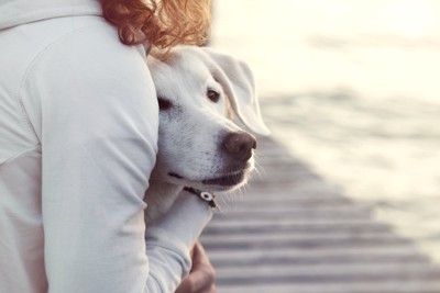 抱きしめられる犬