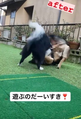 同居犬とも仲良しに