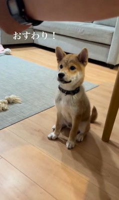 おすわりする柴犬