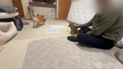 「お姉ちゃん何してるの?」