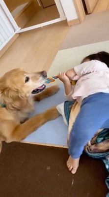 女の子とおもちゃの引っ張り合いをする犬