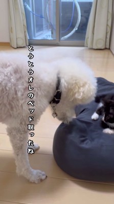 ベッドの上に乗っている猫に顔を近づける白い犬