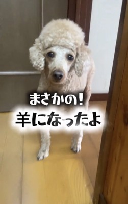 こちらを見つめる犬