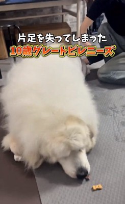 バランスを崩すワンコ