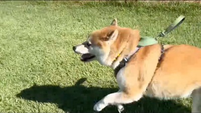 芝生の上を歩く柴犬